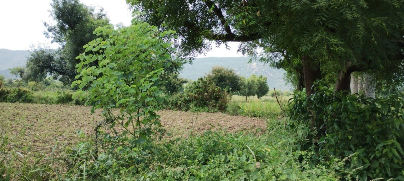 Amarpura, Rajasthan 325204, India