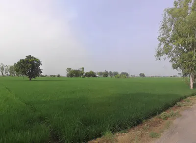 Junani, Odisha 768222, India preview 3