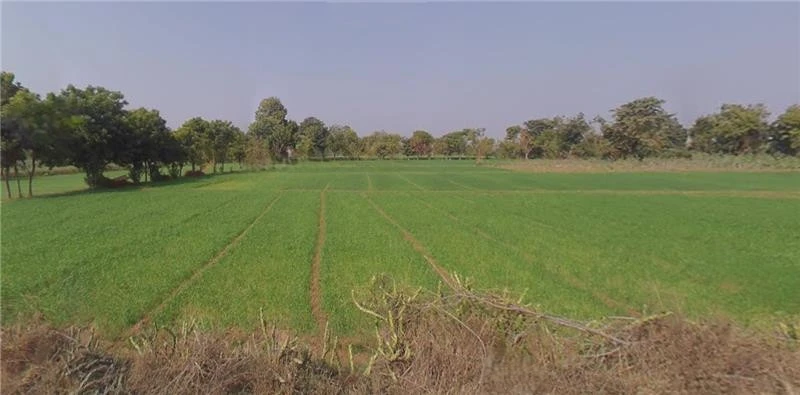 78R7+86 Kadi, Gujarat, India