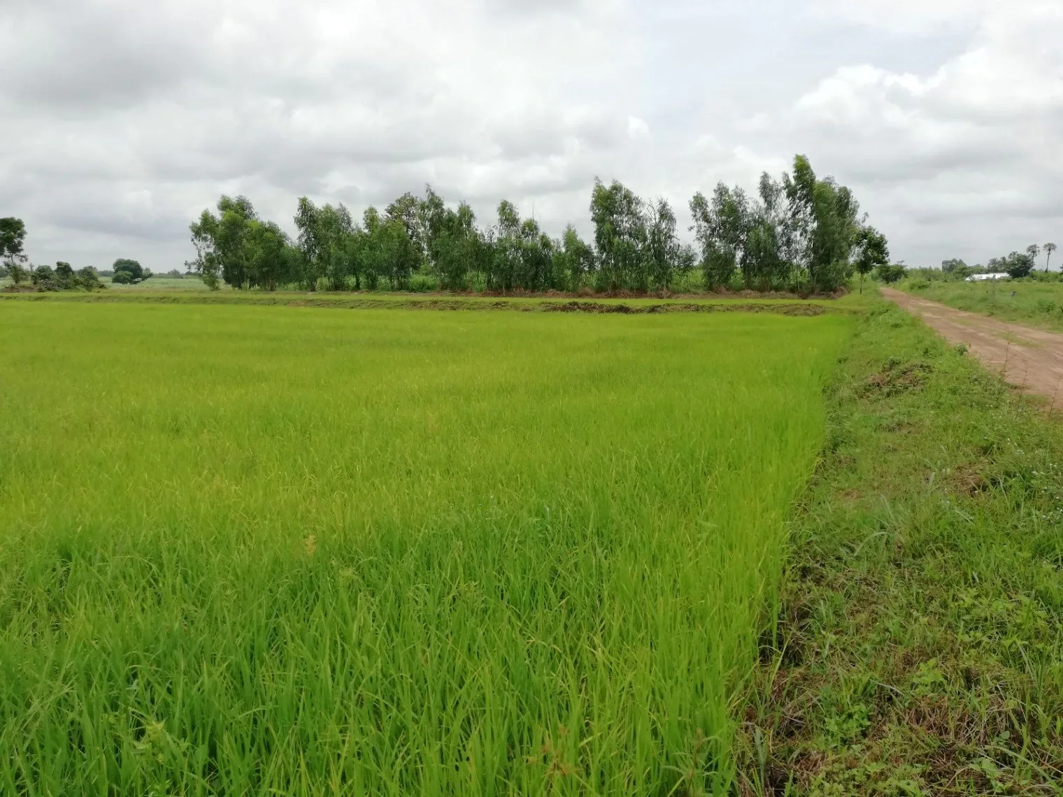 Bilsanda, Uttar Pradesh 262202, India