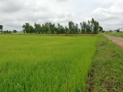 Bilsanda, Uttar Pradesh 262202, India preview 3