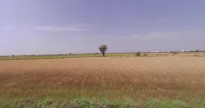Viramgam, Gujarat 382150, India preview 2