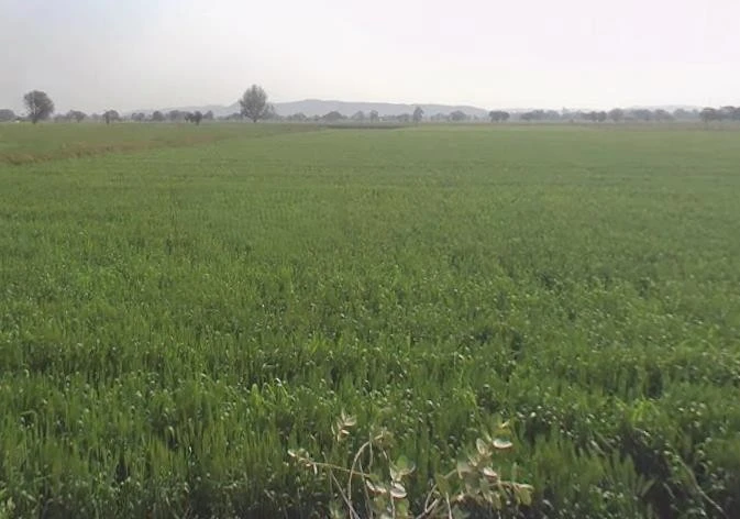 Sohanpur, Rajasthan, India