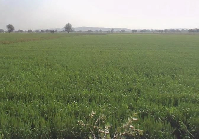 Sohanpur, Rajasthan, India