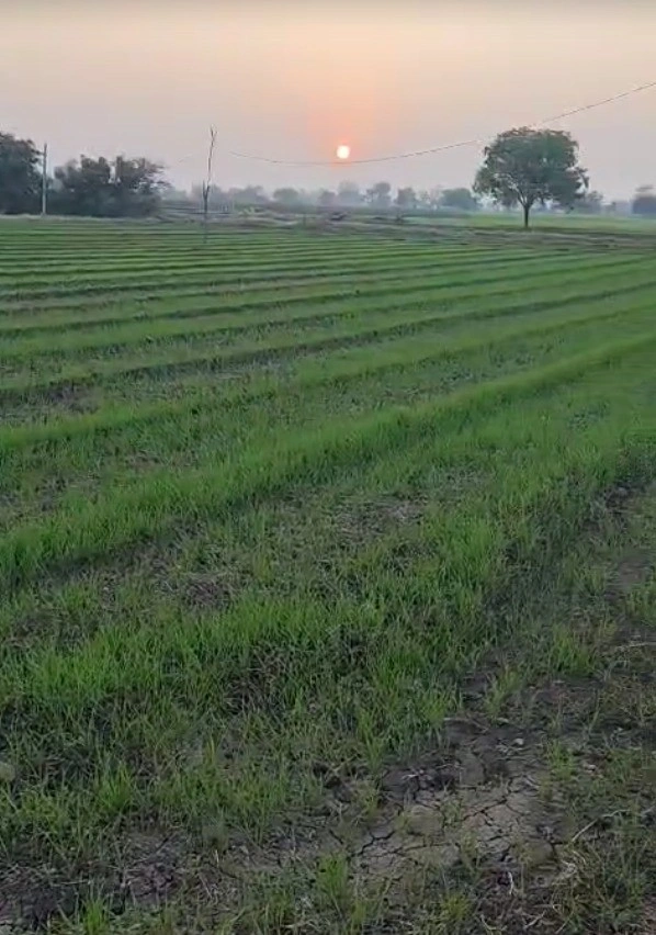 FQVF+82C, Bhartyakhedi, Madhya Pradesh 458778, India