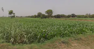 Kanadiya, Madhya Pradesh 452016, India preview 3