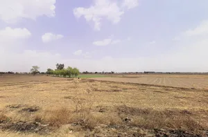 Bass, Haryana 125042, India preview 3