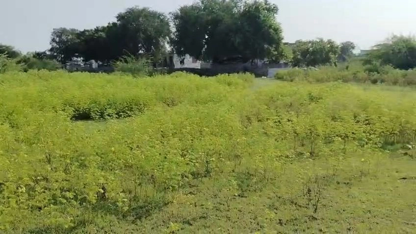 Devli Khurd, Kota, Rajasthan 326519, India