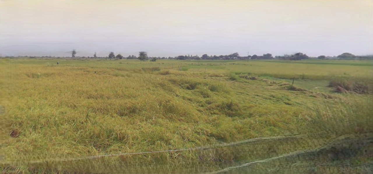 Rewari, Haryana 123401, India