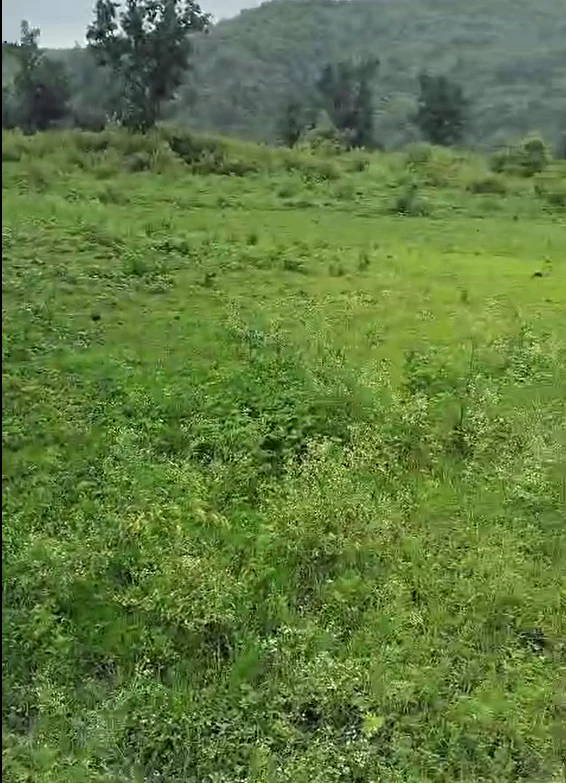 Alamgir, Ludhiana, Punjab 141116, India