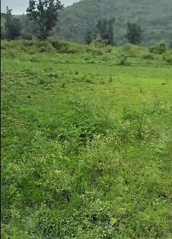 Alamgir, Ludhiana, Punjab 141116, India