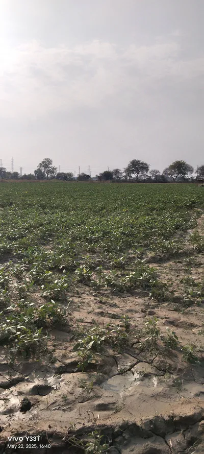 258R+G66, Pandri Gangadin, Uttar Pradesh 209206, India preview 2