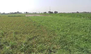 Shikarpur, Uttar Pradesh 203395, India preview 3