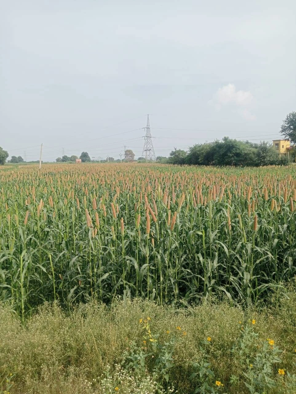 VQJH+875, Kishangarh Bas, Chamroda, Rajasthan 301405, India