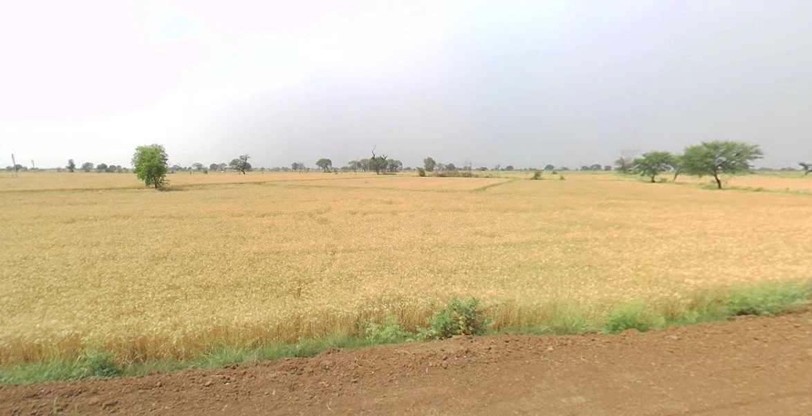 Jeerawada, Madhya Pradesh 464671, India