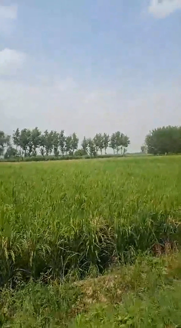 P2W9+C9 Sahaspur, Hapur, Uttar Pradesh, India