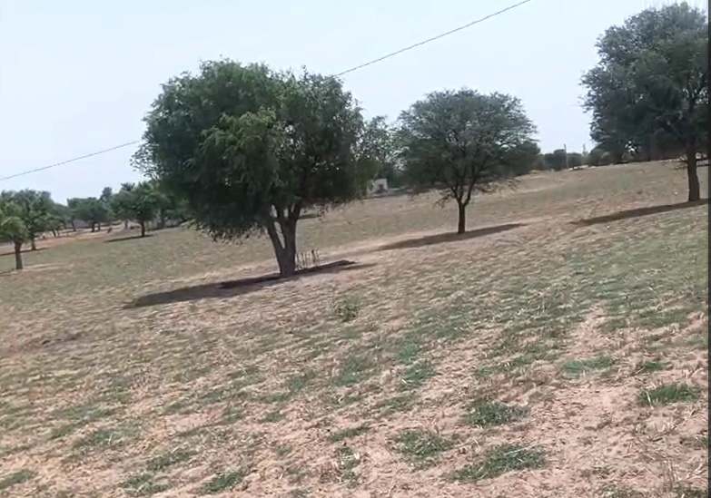 Gharsana, Sri Ganganagar, Rajasthan 335711, India