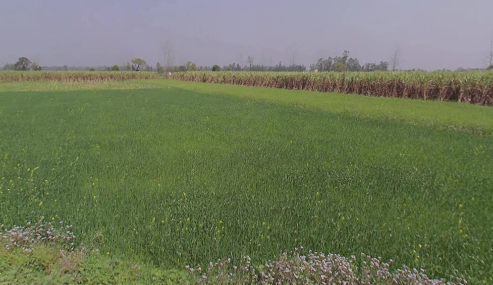 Mawana, Uttar Pradesh, India
