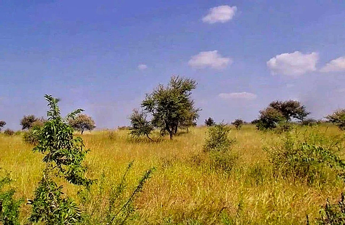 Bassi Naaga, Jaipur, NH-8, Ajmer Road, Jobner, Jobner, Rajasthan 303329, India