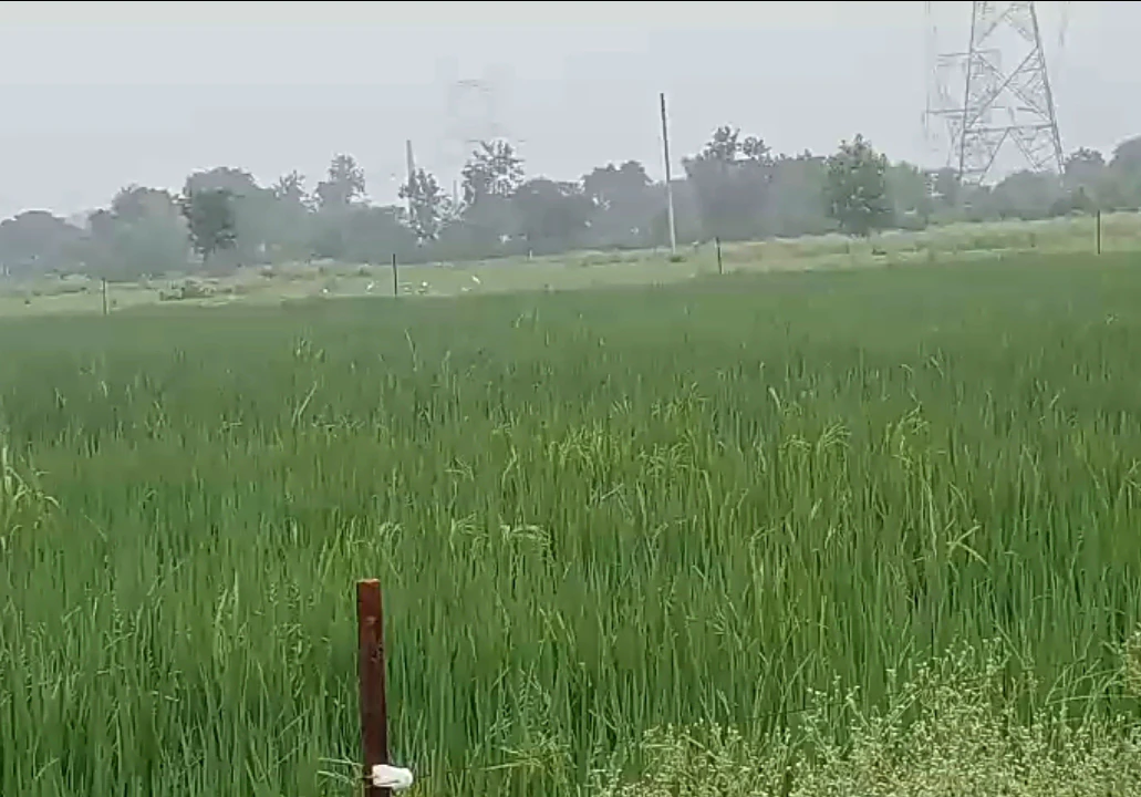 Atrauli, Aligarh, Uttar Pradesh, India