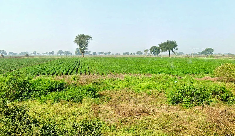 XR49+HRH, Gawala, Madhya Pradesh 453551, India preview 3