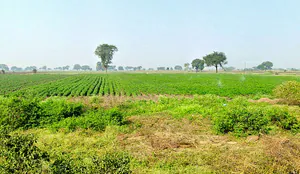 XR49+HRH, Gawala, Madhya Pradesh 453551, India preview 3