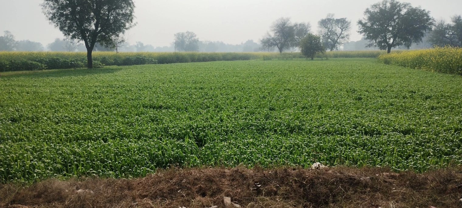 Barodameo, Rajasthan 301021, India