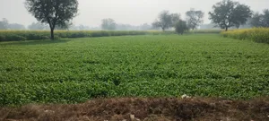 Barodameo, Rajasthan 301021, India preview 2