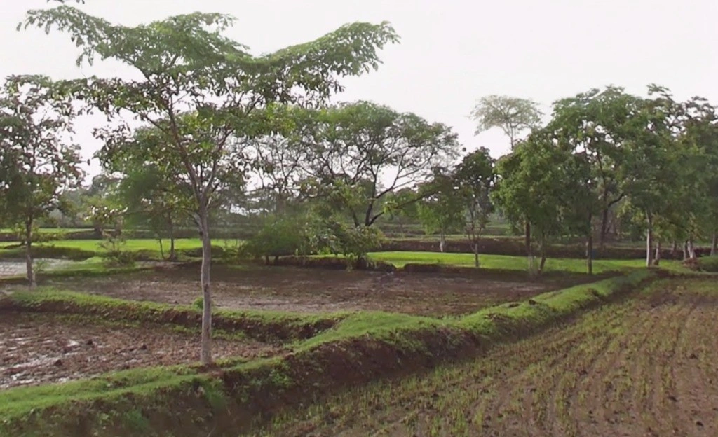 Pond, Chhattisgarh 493661, India