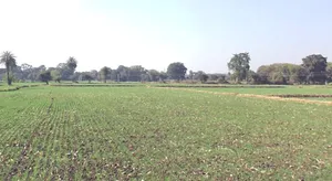 Daba, Madhya Pradesh, India preview 3