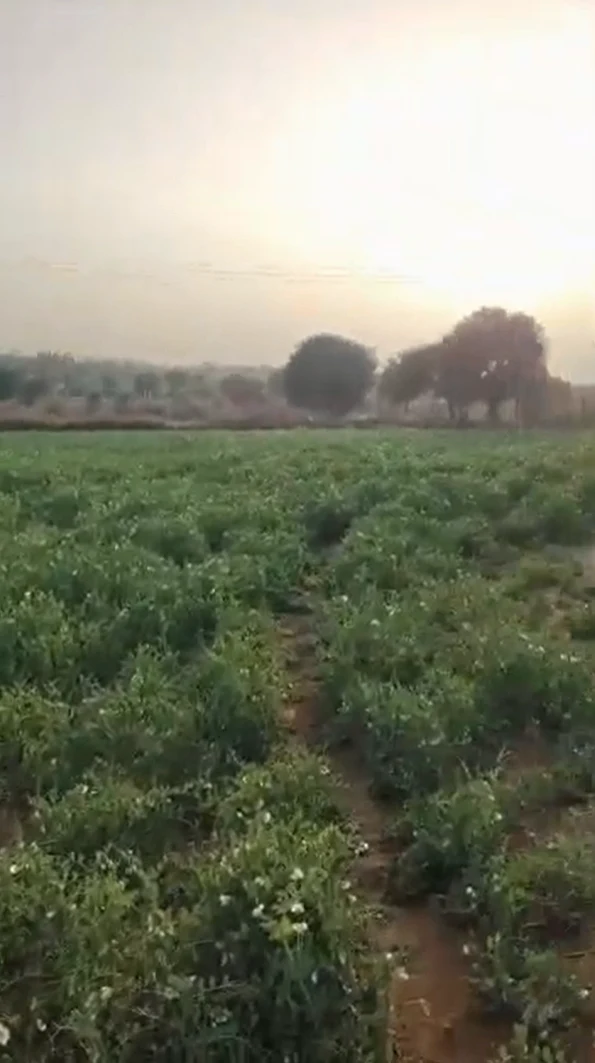 GC94+MX Narsingh Basni, Nagaur, Rajasthan, India