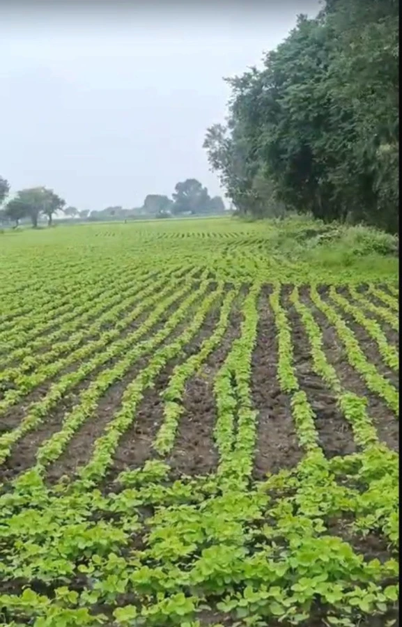 3FH2+FF9, Untwas, Madhya Pradesh 456771, India