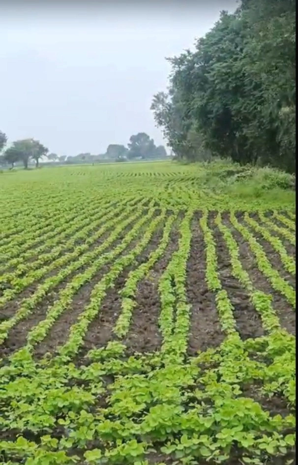 3FH2+FF9, Untwas, Madhya Pradesh 456771, India