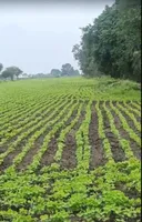 3FH2+FF9, Untwas, Madhya Pradesh 456771, India preview 3