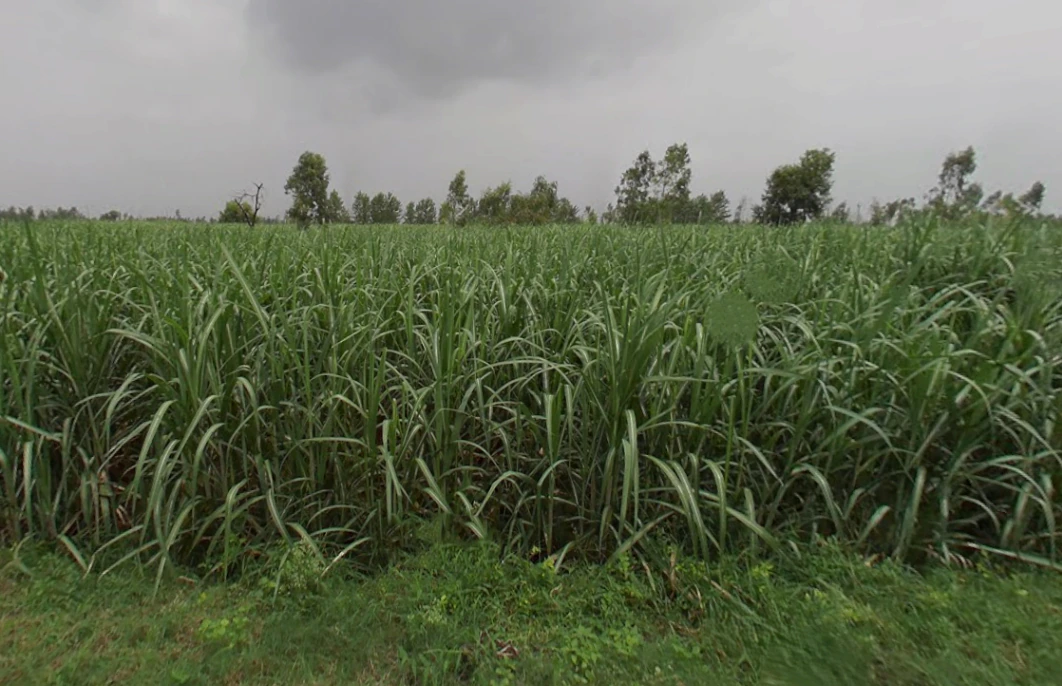 Sirsi, Uttar Pradesh 244301, India