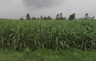 Sirsi, Uttar Pradesh 244301, India preview 3
