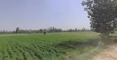 Siyana, Uttar Pradesh 203412, India preview 2