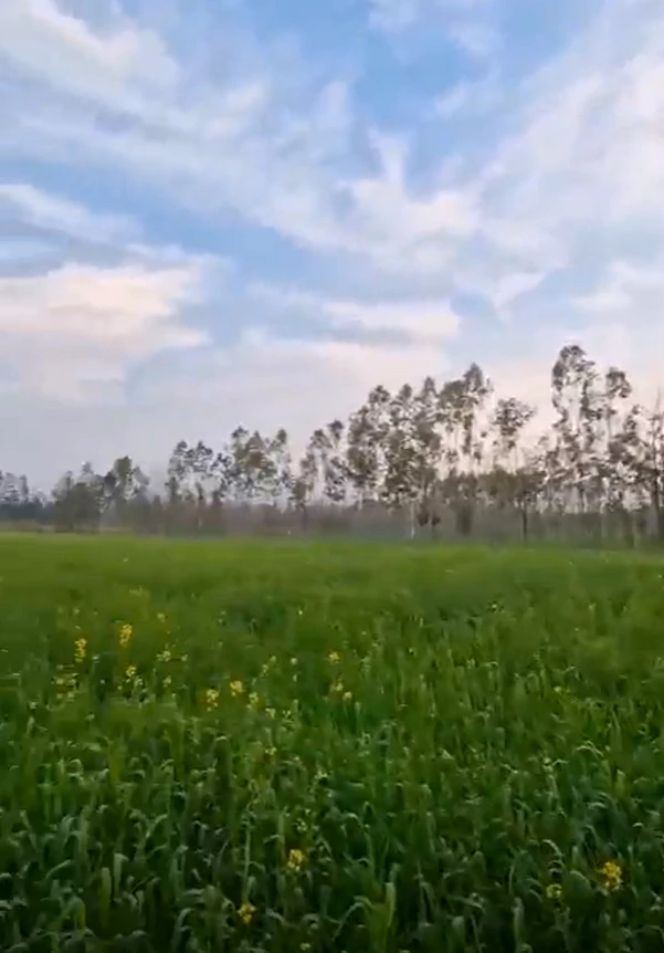Jatowala, Uttarakhand 248197, India