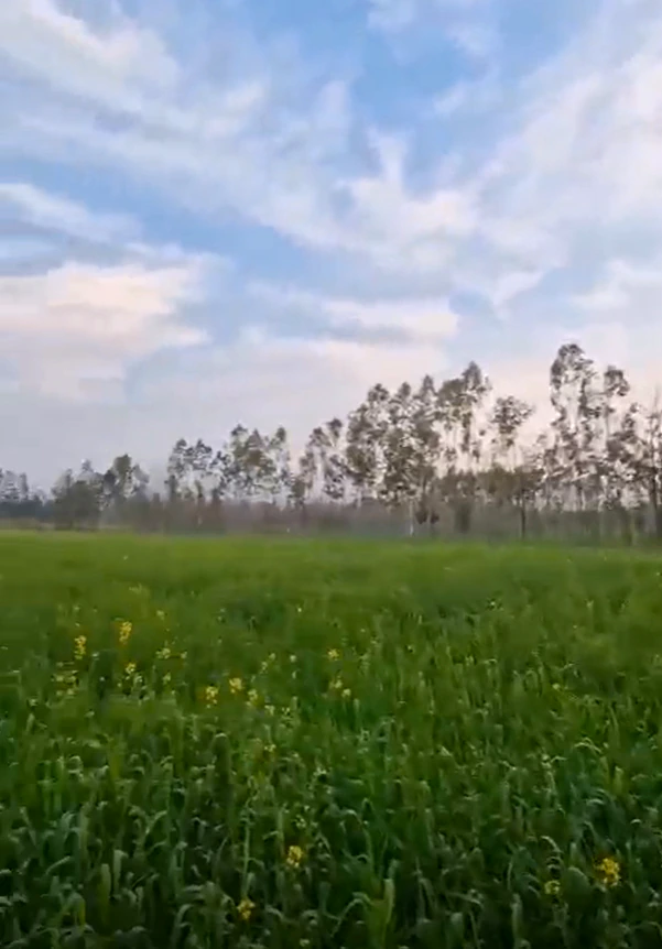 Jatowala, Uttarakhand 248197, India