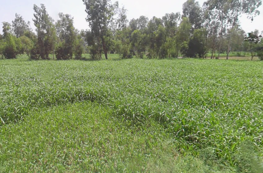 Gajraula, Uttar Pradesh, India