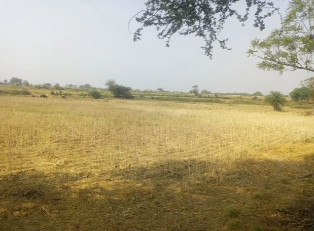 Mahewa, Fatehpur, Uttar Pradesh 212654, India