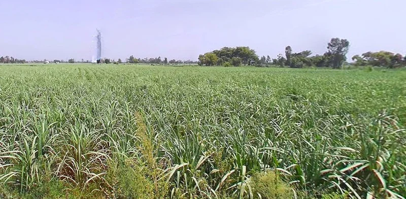 Bijnor, Uttar Pradesh 246701, India preview 3