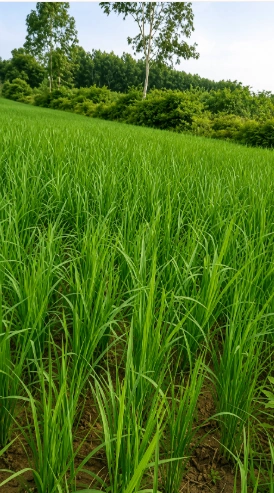 3RJV+7R Sangat Kalan, Bathinda, Punjab, India