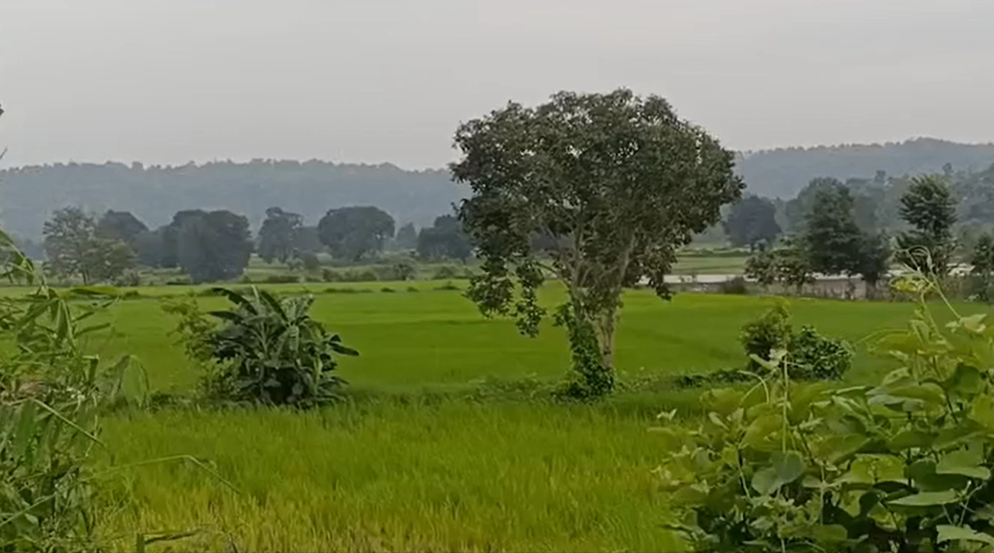 P3QG+J4 Pipartola, Seoni, Madhya Pradesh, India