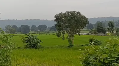 P3QG+J4 Pipartola, Seoni, Madhya Pradesh, India preview 2