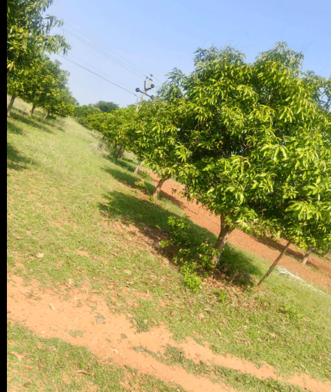 PW7P+F95, Morbi, Dhuva, Gujarat 363623, India