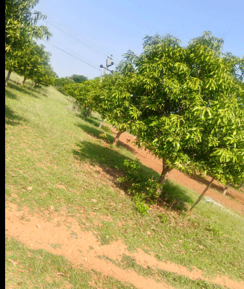 PW7P+F95, Morbi, Dhuva, Gujarat 363623, India - Photo 3