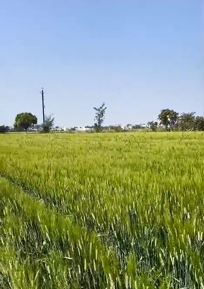 M7QH+QJ5, Sehore, Nasrullaganj, Madhya Pradesh 466331, India preview 3