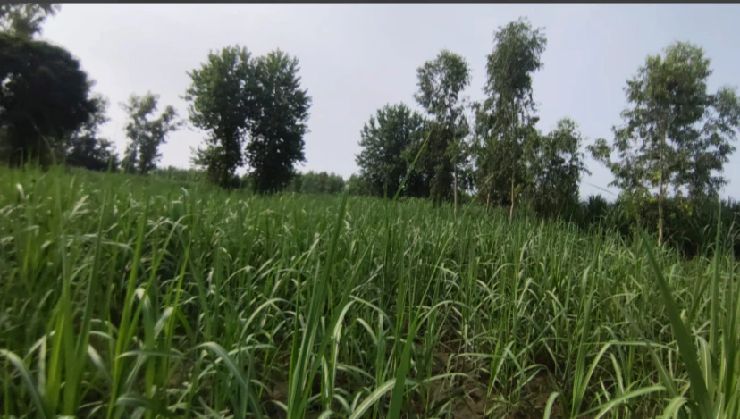 M435+9M Sehal, Hapur, Uttar Pradesh, India