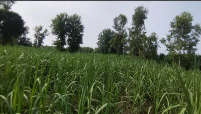 M435+9M Sehal, Hapur, Uttar Pradesh, India preview 2